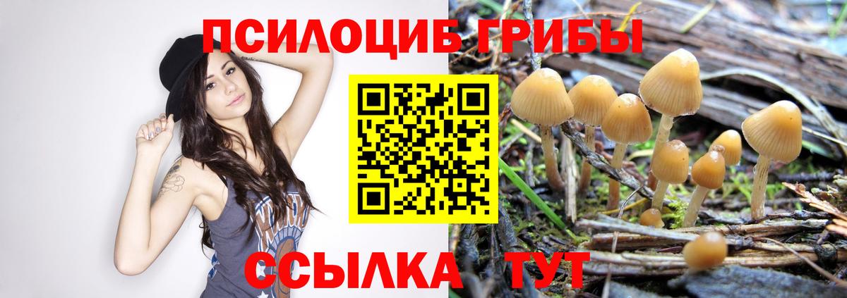 Галлюциногенные грибы Psilocybe Торжок